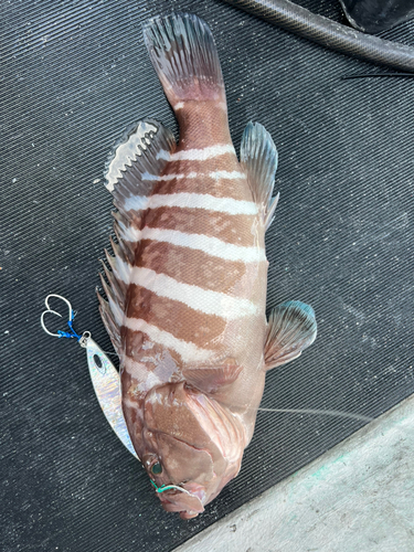 マハタの釣果