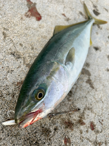 イナダの釣果