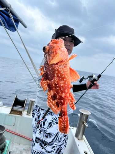 ウッカリカサゴの釣果