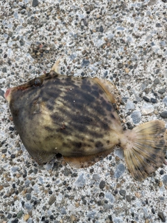 カワハギの釣果