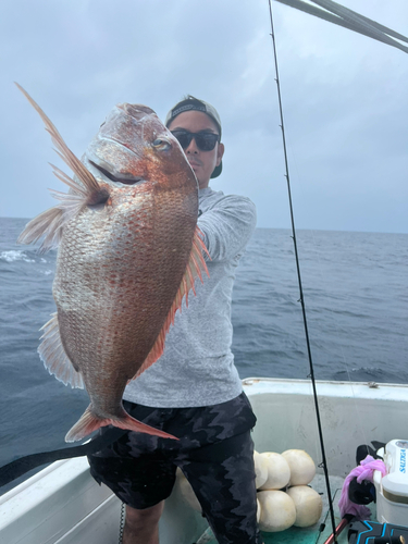 マダイの釣果