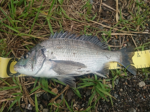 クロダイの釣果