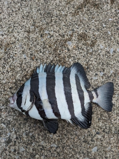 サンバソウの釣果