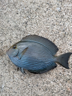 ニザダイの釣果