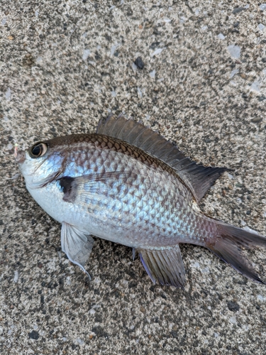 スズメダイの釣果