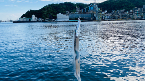 タチウオの釣果