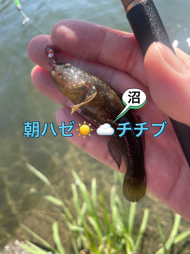 ヌマチチブの釣果