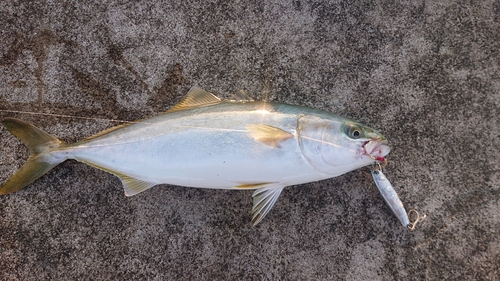 イナダの釣果