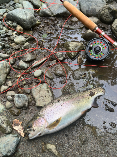 レインボートラウトの釣果