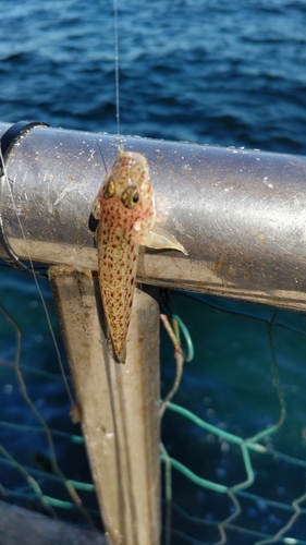 ハゼの釣果