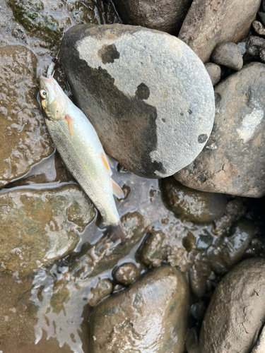 ウグイの釣果