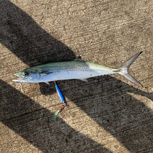 サゴシの釣果