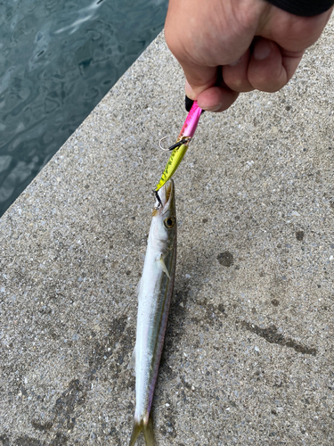 カマスの釣果