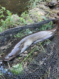 ナマズの釣果