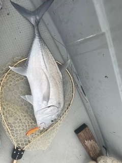 ロウニンアジの釣果