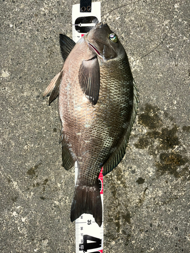 メジナの釣果