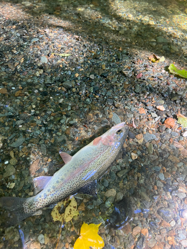 レインボートラウトの釣果