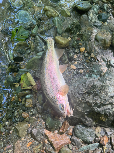 レインボートラウトの釣果