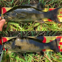 スモールマウスバスの釣果