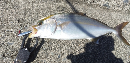 ショゴの釣果