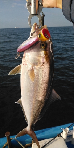 ネリゴの釣果