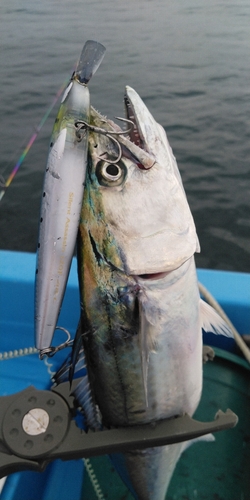 サゴシの釣果