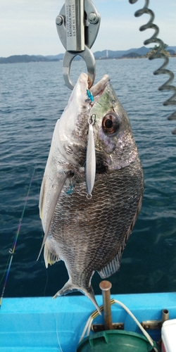 キビレの釣果