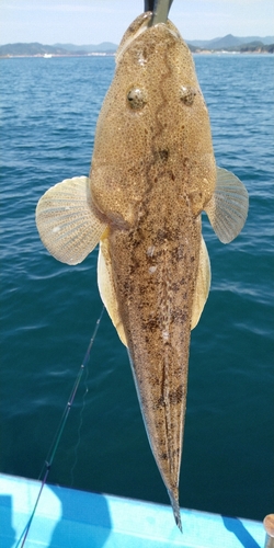 マゴチの釣果