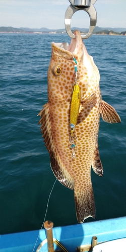 オオモンハタの釣果