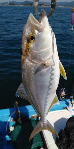 ネリゴの釣果