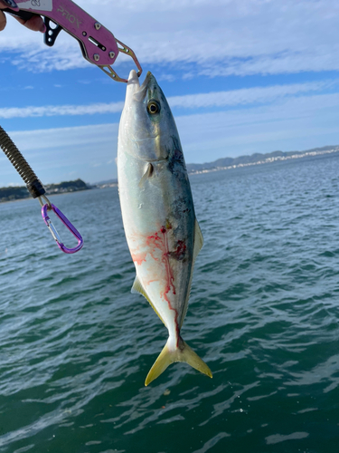 ワカシの釣果