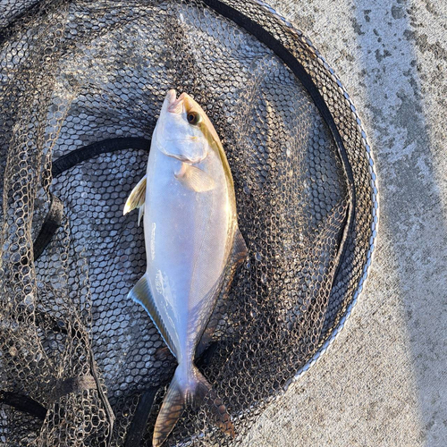 ショゴの釣果