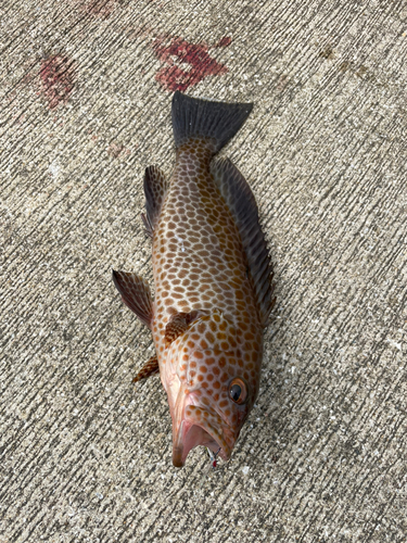 オオモンハタの釣果