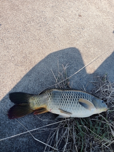 コイの釣果