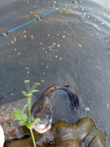 アメリカナマズの釣果