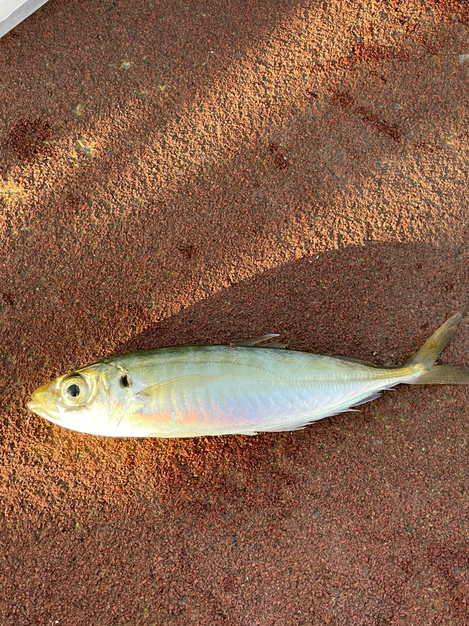 タカノハダイ