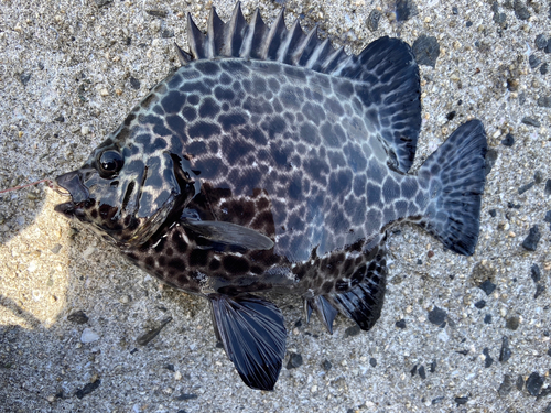 イシガキダイの釣果