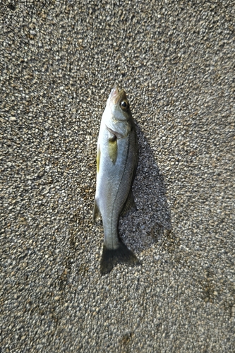 セイゴ（マルスズキ）の釣果