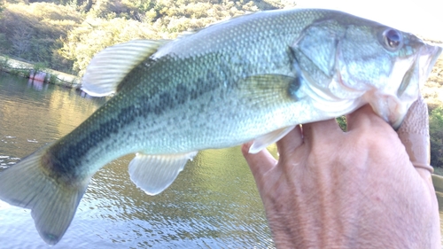 ラージマウスバスの釣果