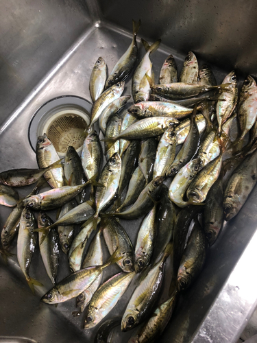 アジの釣果