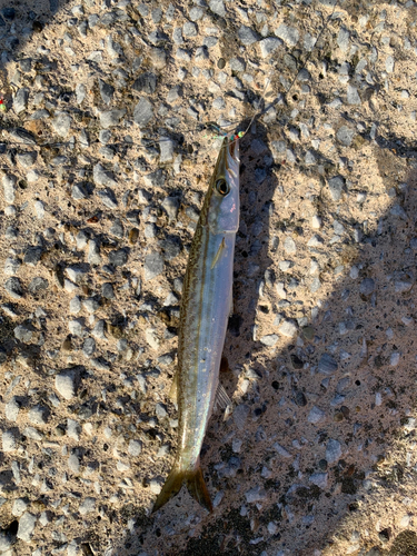 カマスの釣果