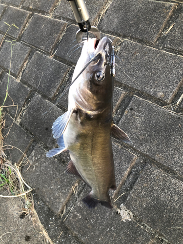 アメリカナマズの釣果