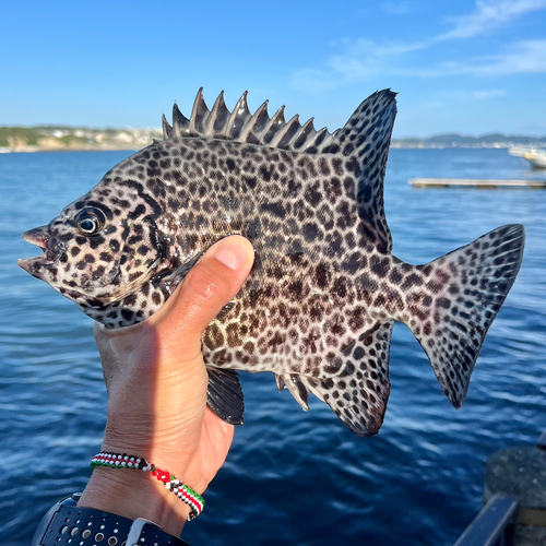 イシガキダイの釣果