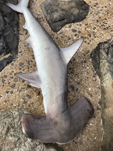 シュモクザメの釣果