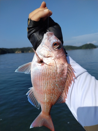 タイの釣果