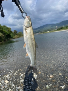 ウグイの釣果