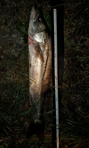 シーバスの釣果