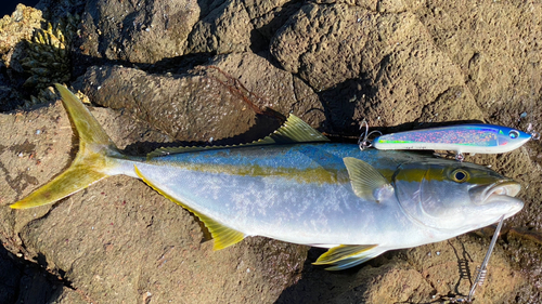 ヒラマサの釣果