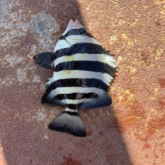 サンバソウの釣果