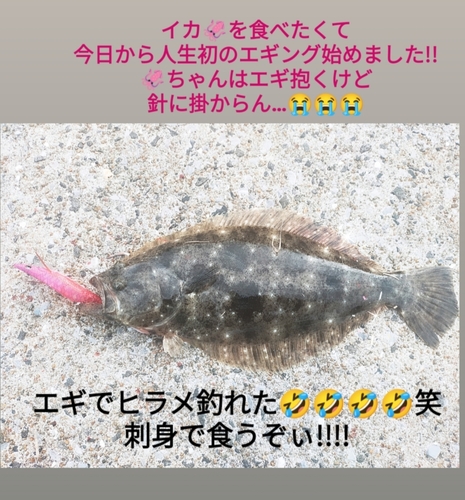 ヒラメの釣果